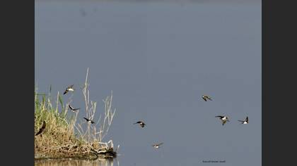 Western House Martin