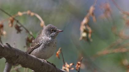 Barred Warbler