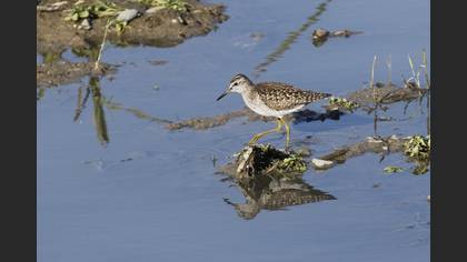 Wood Sandpiper