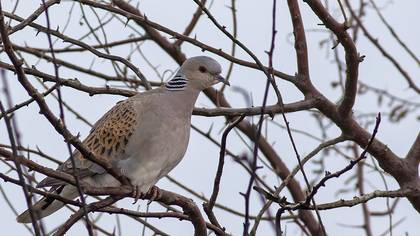 European Turtle Dove