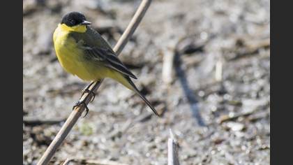 Western Yellow Wagtail
