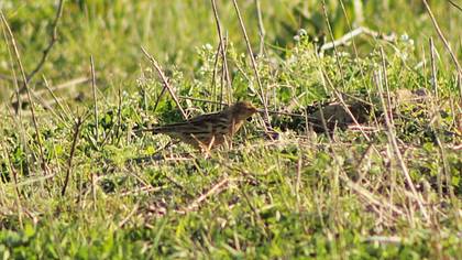 Red-throated Pipit