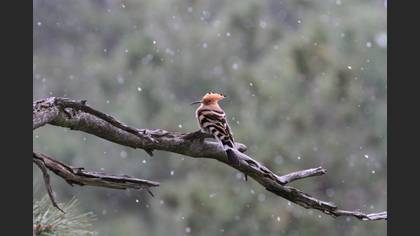 Common Hoopoe