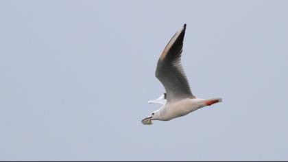 Slender-billed Gull