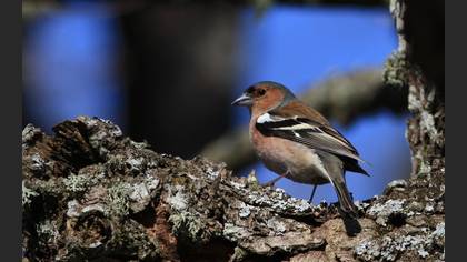 Eurasian Chaffinch