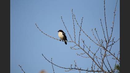 Woodchat Shrike