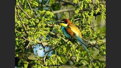 European Bee-eater