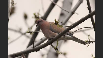 Laughing Dove