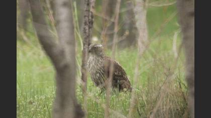 Eurasian Goshawk