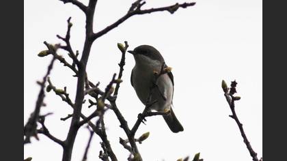 Lesser Whitethroat