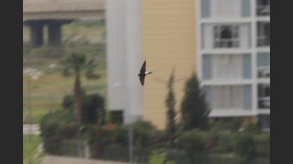 Western House Martin