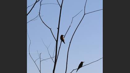 European Bee-eater