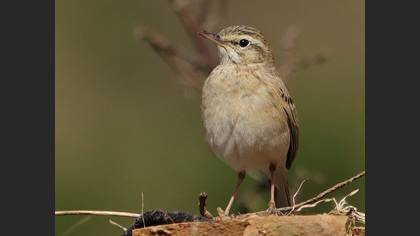 Tawny Pipit