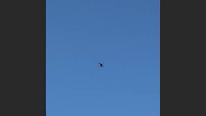 Ruddy Shelduck