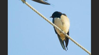 Barn Swallow
