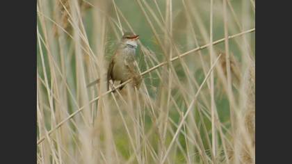 Great Reed Warbler