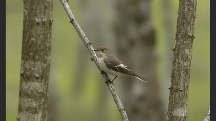 Semicollared Flycatcher