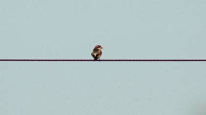Woodchat Shrike