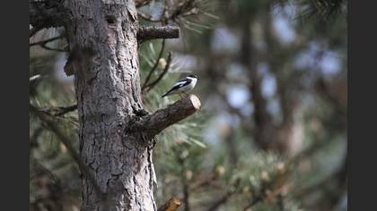 Collared Flycatcher
