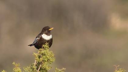 Ring Ouzel