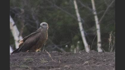 Black Kite