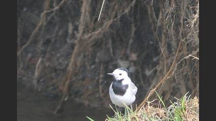 White Wagtail