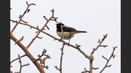 Black-eared Wheatear