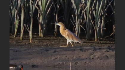 Squacco Heron