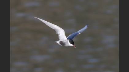 Whiskered Tern