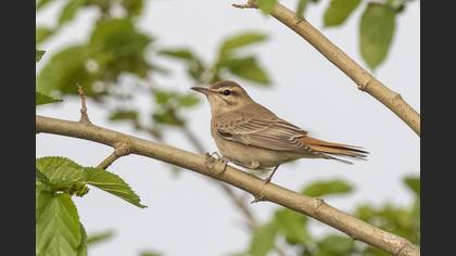 Rufous-tailed Scrub Robin
