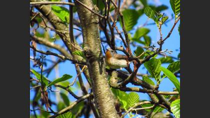 Red-breasted Flycatcher