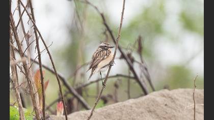 Whinchat