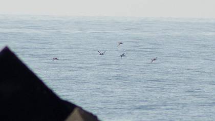 Yelkouan Shearwater
