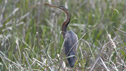 Purple Heron