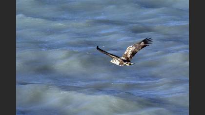White-tailed Eagle
