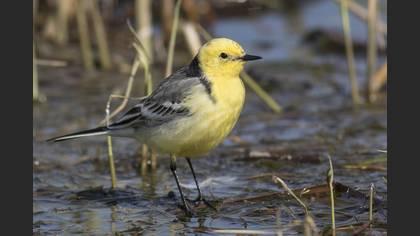 Citrine Wagtail