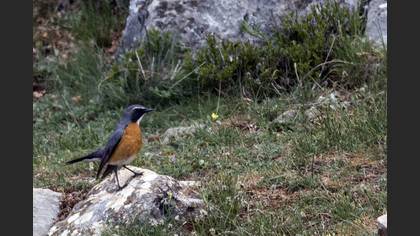 White-throated Robin