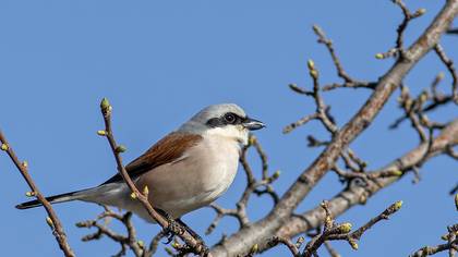 Red-backed Shrike