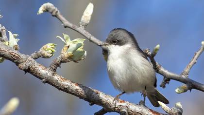 Lesser Whitethroat