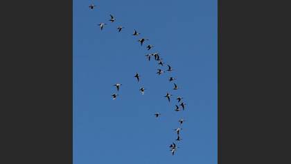 Northern Pintail
