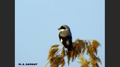 Lesser Grey Shrike