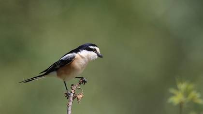 Masked Shrike