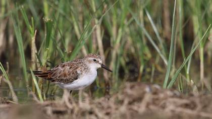 Little Stint