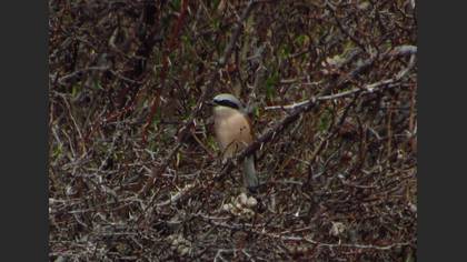 Red-backed Shrike