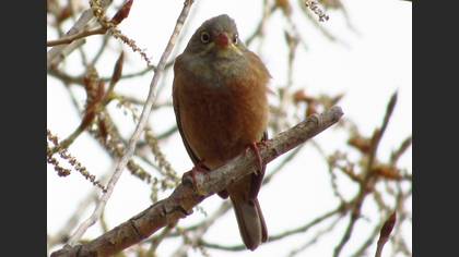 Ortolan Bunting
