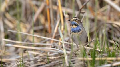 Bluethroat