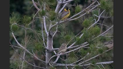 Black-headed Bunting