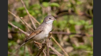 Common Whitethroat