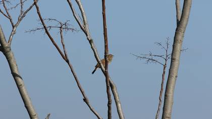 Common Nightingale