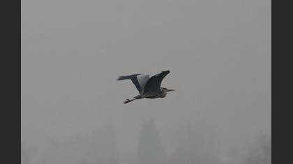 Grey Heron